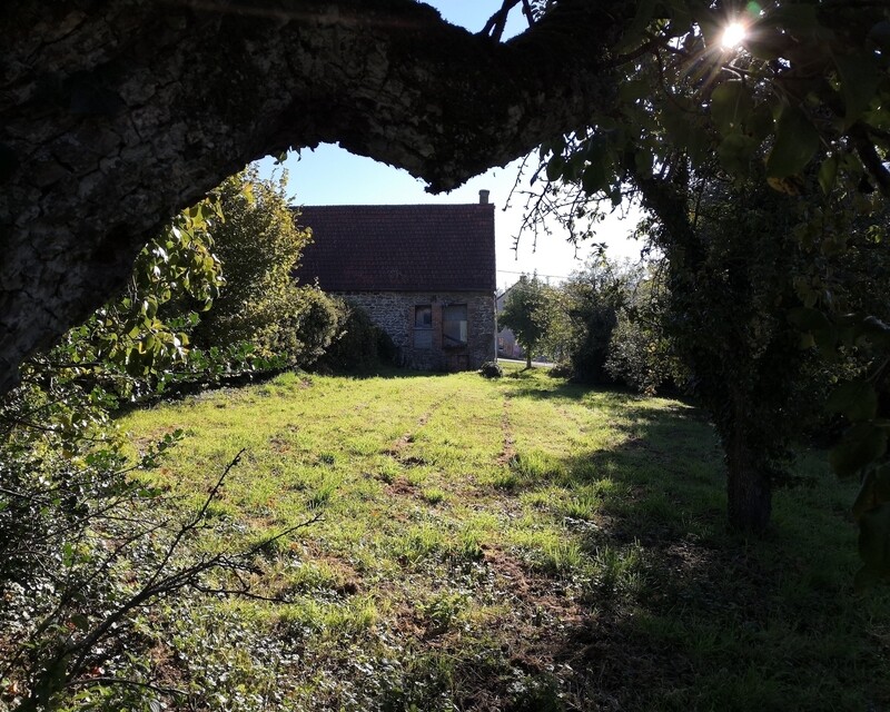 Jolie fermette ancienne à fort potentiel - Vue d'un poirier ancien situé au fond du jardin