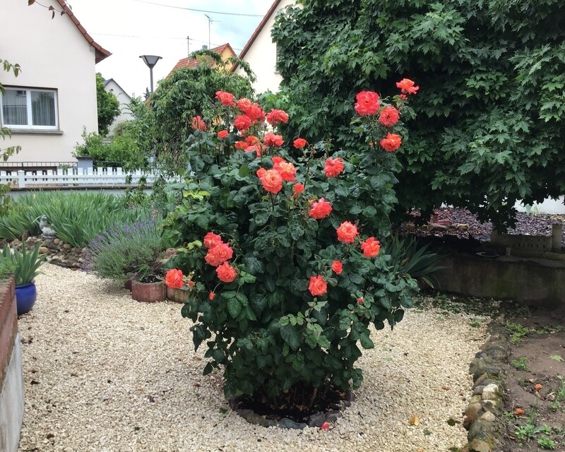 67201 Eckbolsheim : Maison individuelle 5 pièces/3 chambres/Jardin - Ecbo ste marguerite fleurs 4