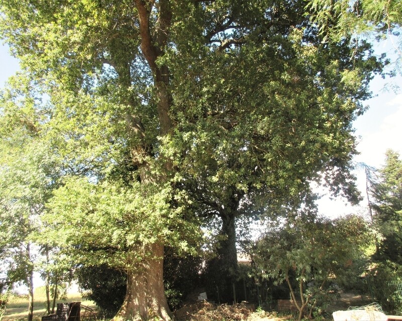 Belle longère, - Img 1885  2 