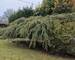 Maison familiale - Jardin paysage   
