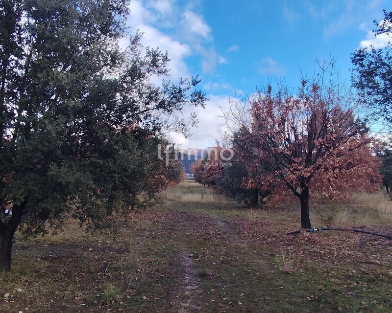 Terrain, bois  avec 450 Chênes  truffiers environ. - Img 20260204 153550