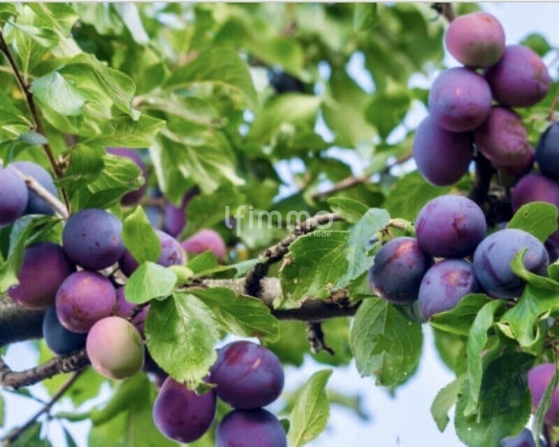 Terrain de loisirs de 900m² - Img 0920