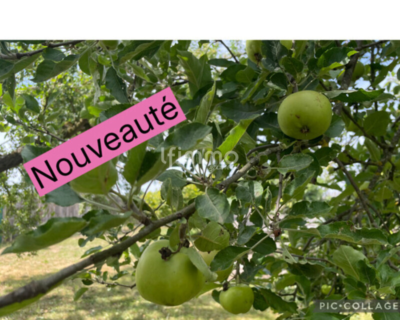 Verger et potager luxuriants, refuge paisible à découvrir - Activitymore-6c0f7e96-05d3-466e-8c47-8eccf3ba8389